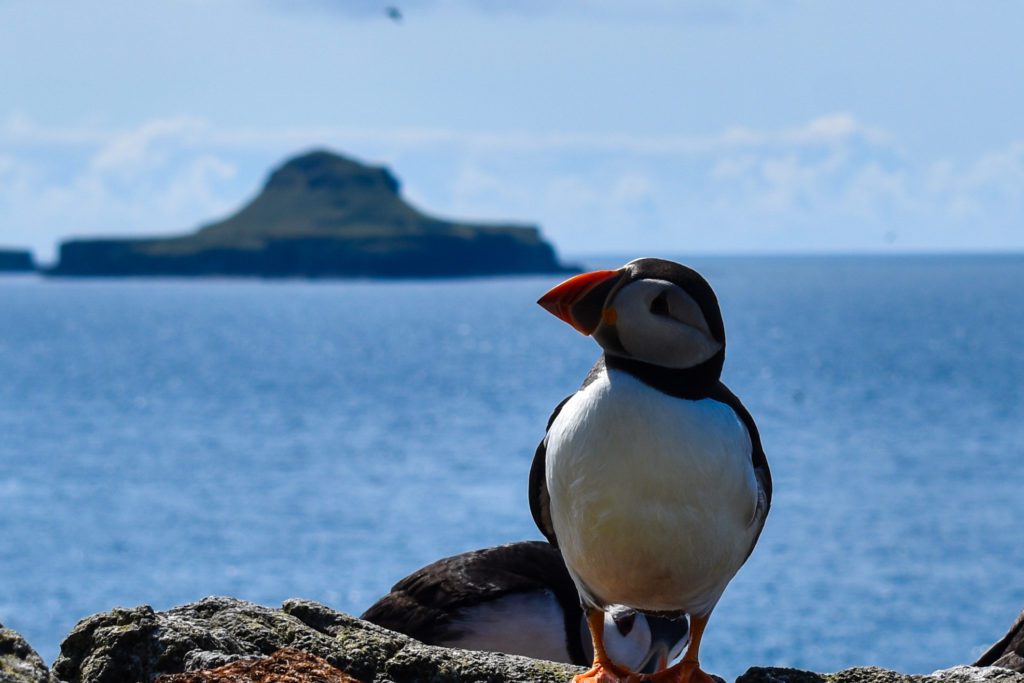 Puffin on Lunga - near Oban