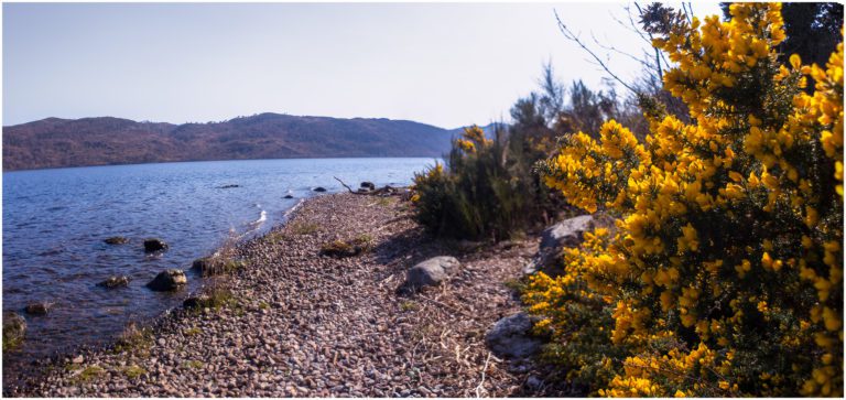 Banks of Loch Ness at Lochside Hostel