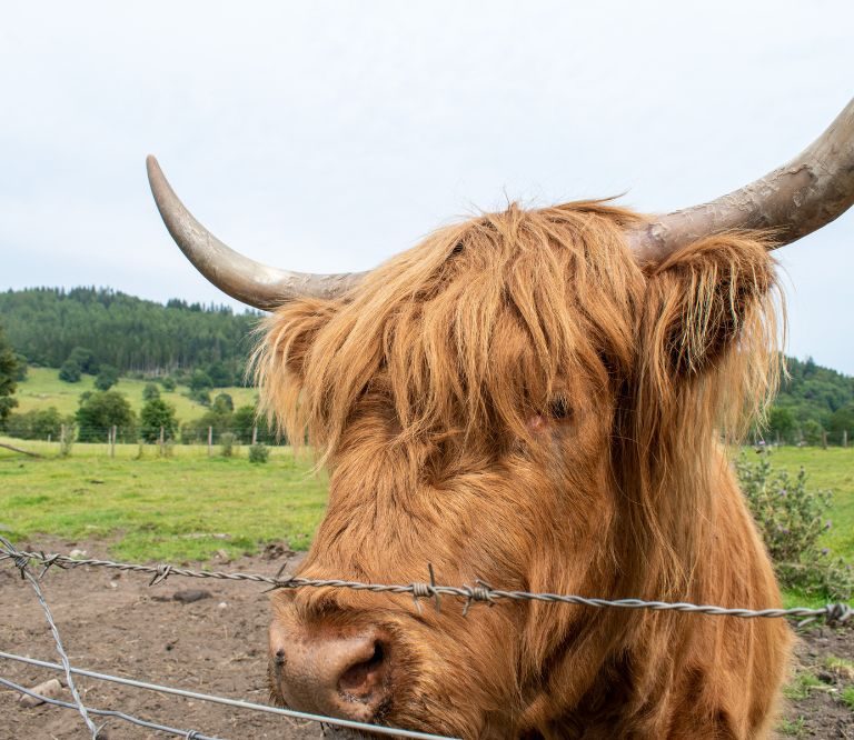 HairyCoo Macbackpackers Tour
