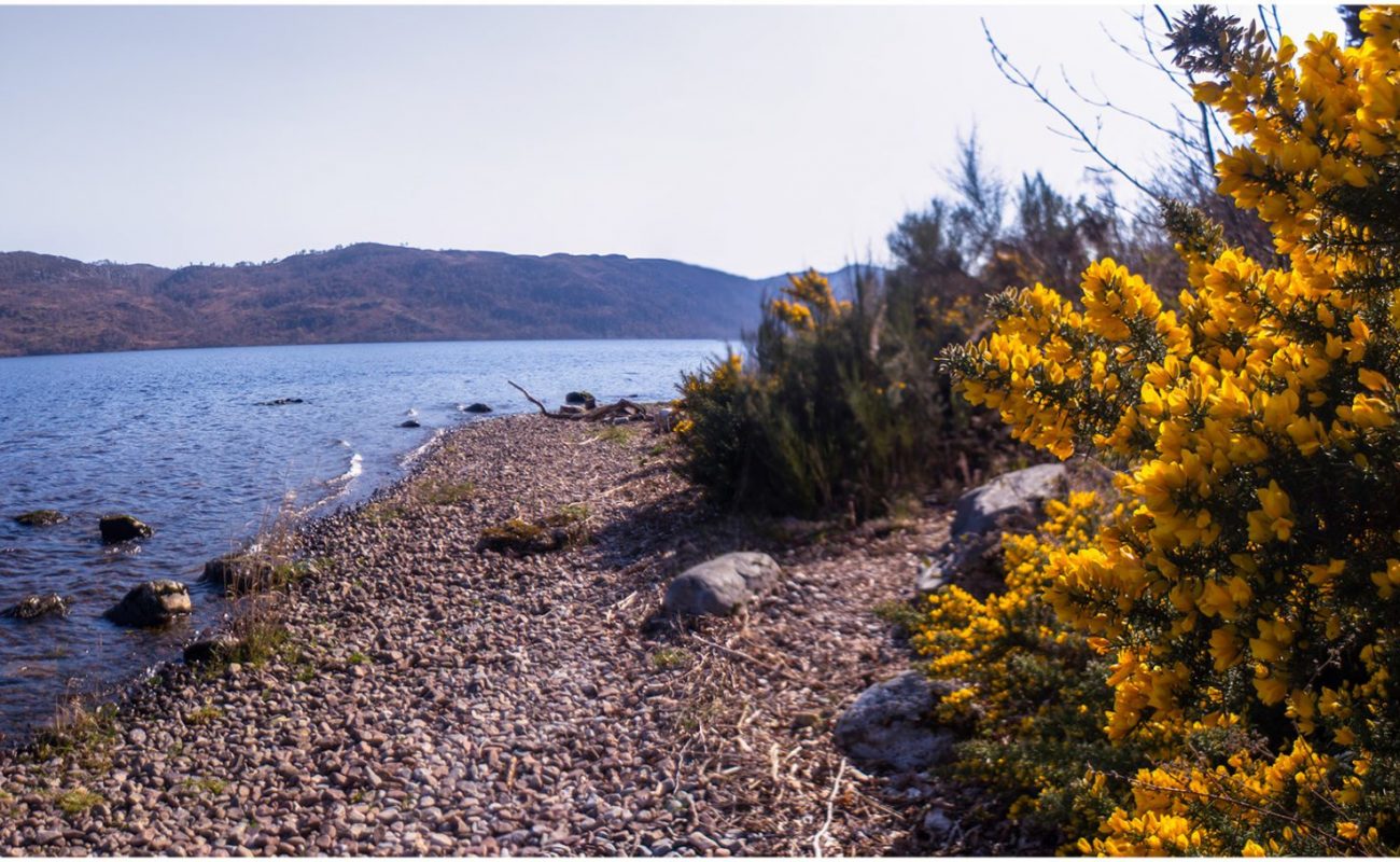 Banks of Loch Ness at Lochside Hostel